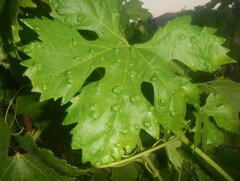 Colomerus vitis
