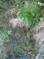 Brachythecium rivulare