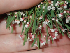 Monotaxis bracteata