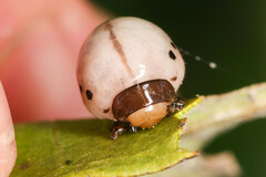 Labidomera clivicollis