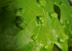 Colomerus vitis