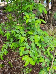 Erythroxylum areolatum