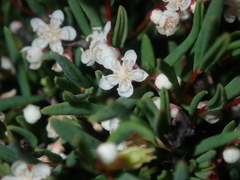 Monotaxis bracteata