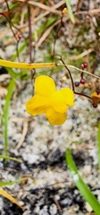 Utricularia subulata