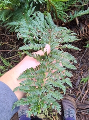 Polystichum proliferum