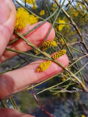 Acacia acuminata