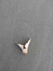 Lepidoptera