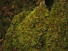 Brachythecium rivulare