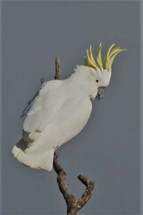 Cacatua galerita