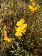 Cistus