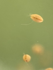 Ostracoda