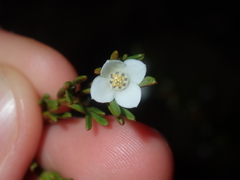 Cyanothamnus ramosus anethifolia