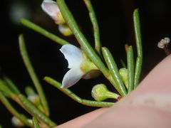 Cyanothamnus ramosus anethifolia