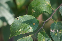 Pachypsylla celtidismamma