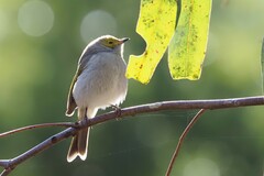 Ptilotula penicillata