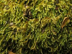 Brachythecium rivulare