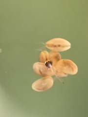 Ostracoda