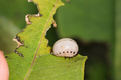 Labidomera clivicollis