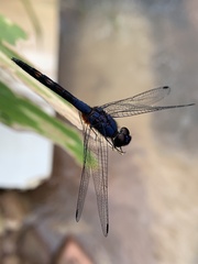 Trithemis festiva