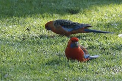 Platycercus elegans adelaidae