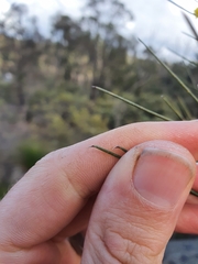 Acacia acuminata