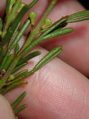 Cyanothamnus ramosus anethifolia