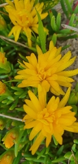 Ruschieae