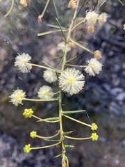 Acacia genistifolia