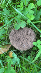 Calvatia cyathiformis