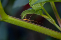 Tetragnatha extensa