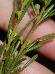 Cyanothamnus ramosus anethifolia