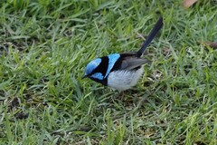 Malurus cyaneus