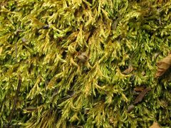 Brachythecium rivulare