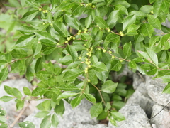Ilex verticillata