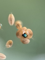 Ostracoda