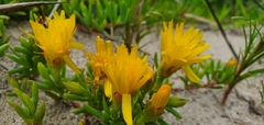 Ruschieae