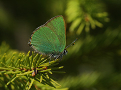 Callophrys rubi