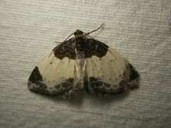 Mesoleuca albicillata