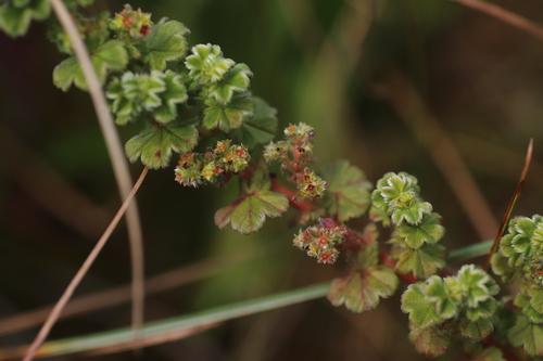 Alchemilla johnstonii