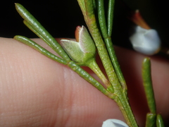 Cyanothamnus ramosus anethifolia