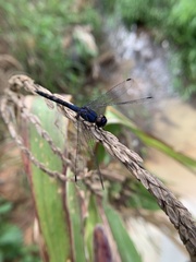 Trithemis festiva