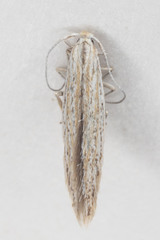 Coleophora