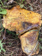 Suillus