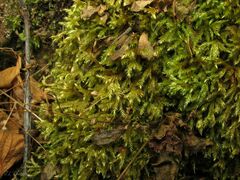 Brachythecium rivulare