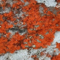 Trentepohlia