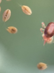 Ostracoda