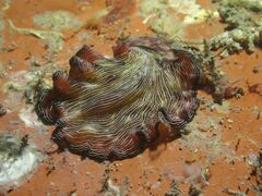 Pseudobiceros fulgor