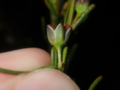 Cyanothamnus ramosus anethifolia