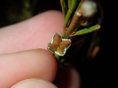 Cyanothamnus ramosus anethifolia