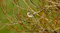 Acanthiza chrysorrhoa